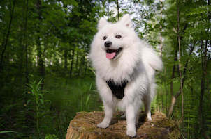Japanese Spitz